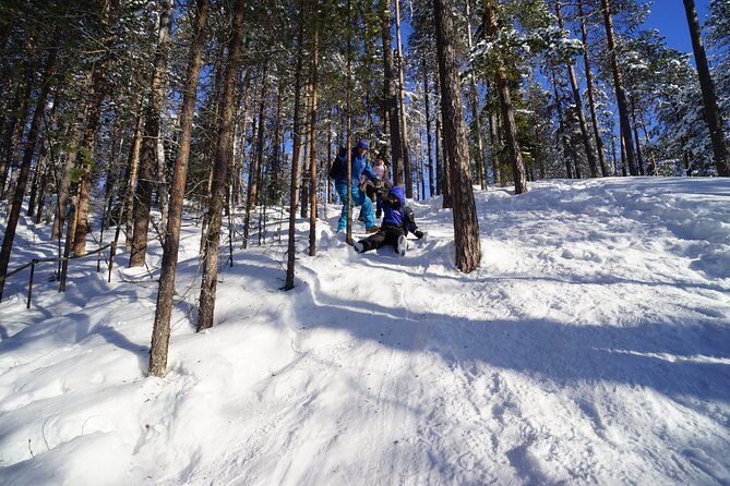 10 km Authentic Husky Safari in the Taiga Forest – Family Kennel - The Taiga Run: What makes this “authentic” in real terms