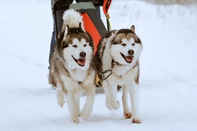 10 km Authentic Husky Safari in the Taiga Forest – Family Kennel - Should you book this husky safari?