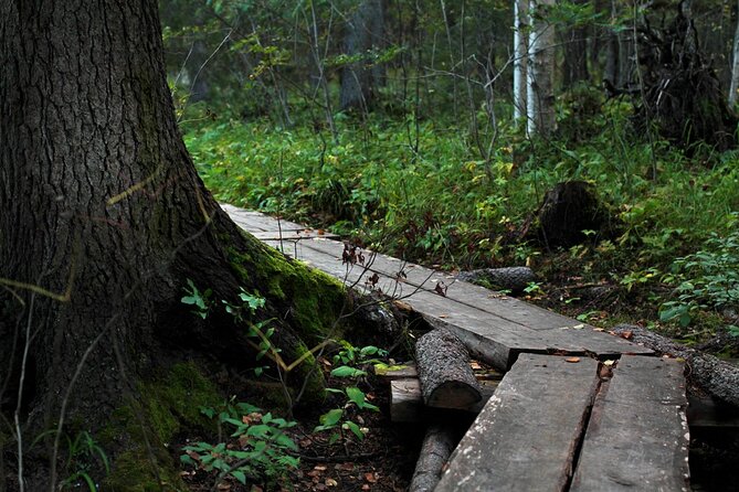 2.5 Hours Hike in Vaattunkikongas Forest Trail - A 2.5-hour Vaattunkikongas walk outside Rovaniemi
