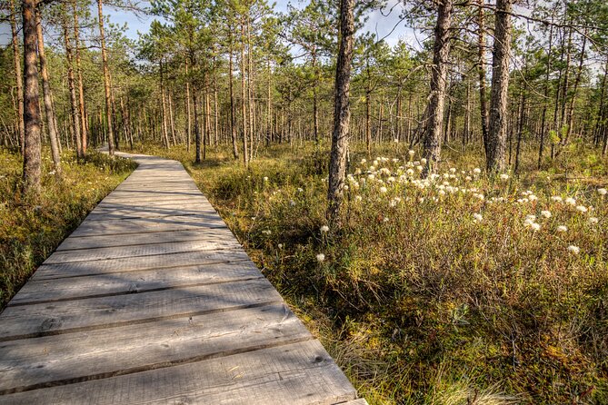 2.5 Hours Hike in Vaattunkikongas Forest Trail - Seasonal differences: how the hike changes in winter vs. other months