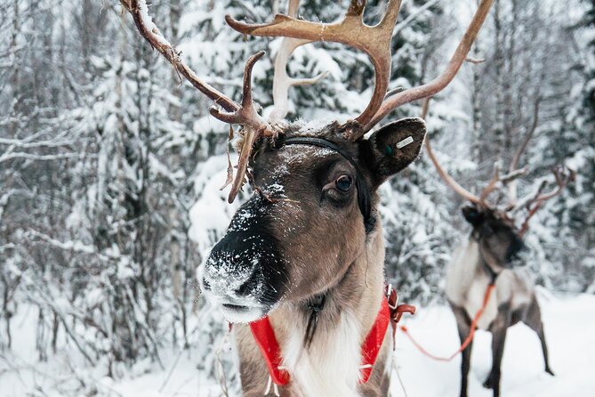 2km Sleigh Ride & Feeding Experience at Traditional Reindeer Farm - A Cozy Reindeer Farm Moment in Rovaniemi