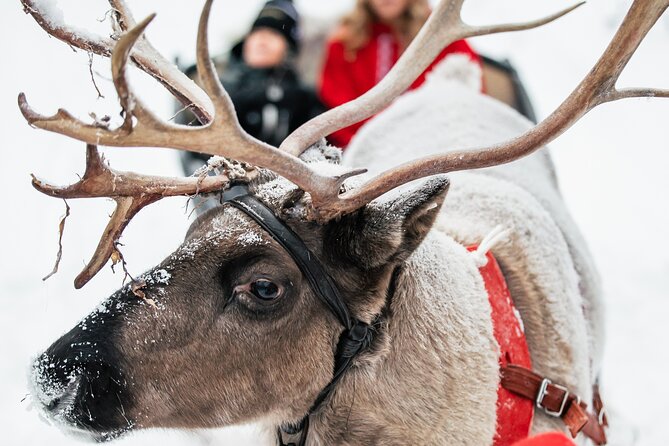 2km Sleigh Ride & Feeding Experience at Traditional Reindeer Farm - Warming Up: Hot Drinks, Snacks, and Cabin Photos