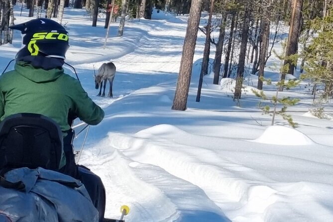 3 Days Raid Snowmobile in Finnish Lapland - Price and value: what $1,504.88 buys you here
