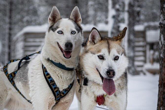 8-10km Husky Ride in the Taiga and Visit Other Farm Animals - Dress Check and Safety Brief: Why They Do It Before You Get On the Sled