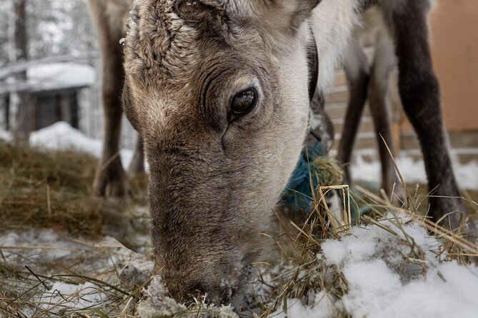 8-10km Husky Ride in the Taiga and Visit Other Farm Animals - The 8–10 km Husky Ride: Leading, Riding, and Taiga Snow That Looks Like a Story