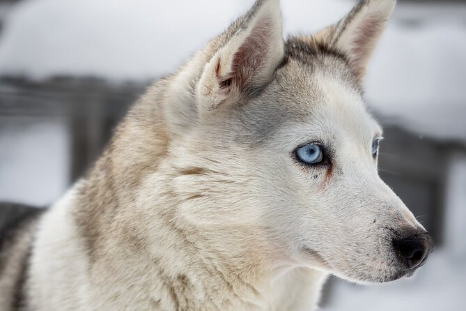 8-10km Husky Ride in the Taiga and Visit Other Farm Animals - Who This Tour Fits Best (and Who Might Want a Different Day)