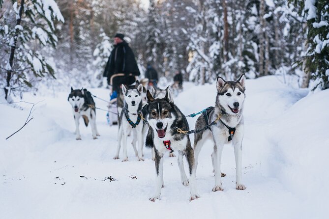Apukka Husky Adventure in Rovaniemi - Apukka Resort: a proper base for husky time, not a rushed meet-and-go