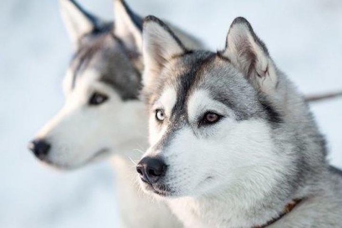 Apukka Husky Adventure in Rovaniemi - Getting ready: included winter clothing and comfort that actually helps