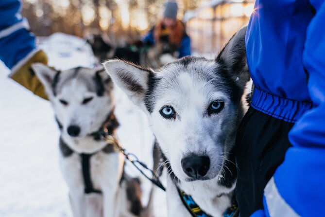 Apukka Husky Adventure in Rovaniemi - The forest safari: 7–10 km of snowy motion with a guide out front