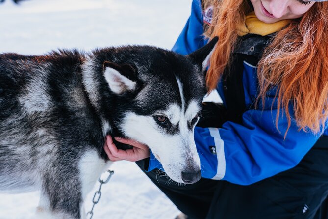 Apukka Husky Adventure in Rovaniemi - After the run: hot juice, cookies, and relaxed dogs by the fire