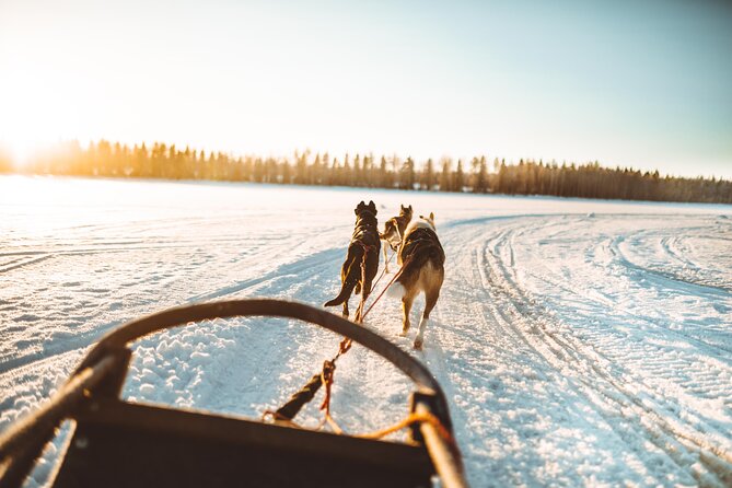 Apukka Husky Adventure in Rovaniemi - Dogs, people, and welfare: what to watch for (and why it matters)