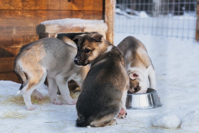 Apukka Husky Adventure in Rovaniemi - Price and value: what you’re paying $239.09 for