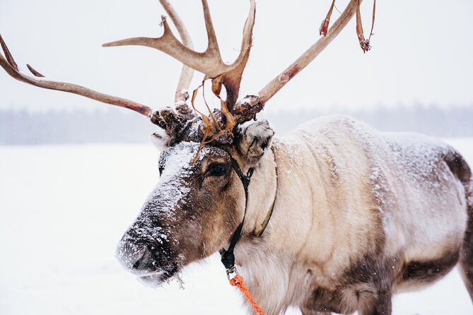 Apukka Reindeer Journey - Key highlights you’ll care about