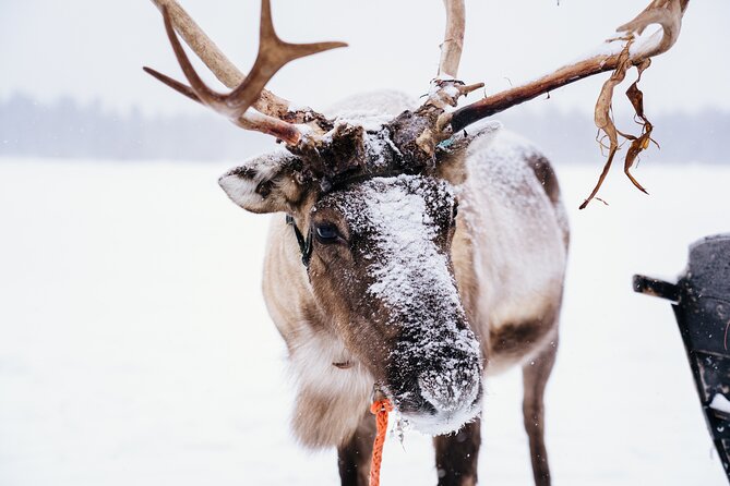 Apukka Reindeer Journey - Meeting the reindeer: petting and photos before and after