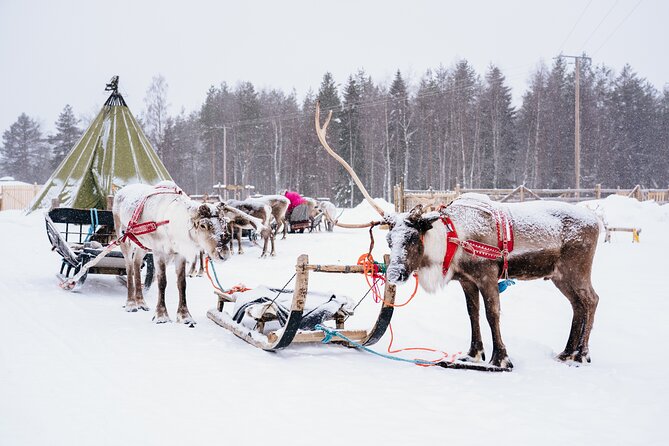 Apukka Reindeer Journey - Pickup and timing: how to avoid the most common disappointment
