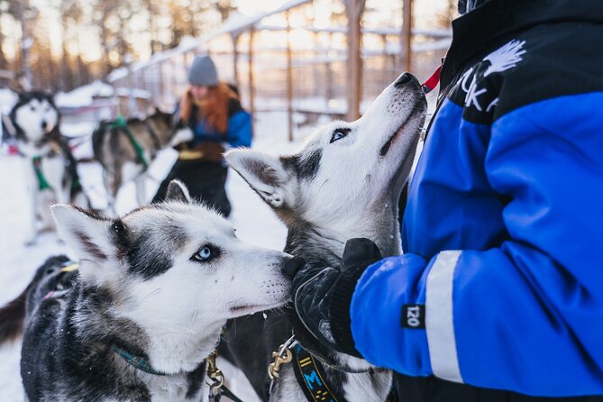 Apukka Snow and Fun, Rovaniemi - The Husky and Reindeer Time: The Part Most People Remember