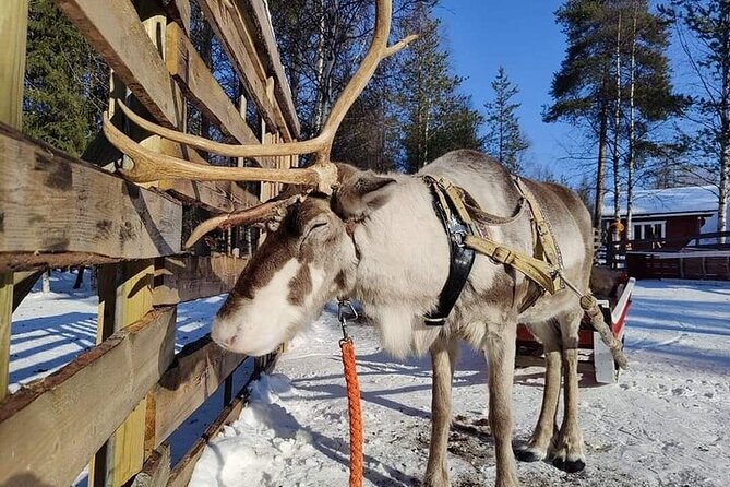 Arctic Animals Adventure with Lunch Buffet - Key things I think you’ll care about