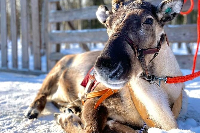 Arctic Animals Adventure with Lunch Buffet - From Santa’s Hotel area to the Arctic farm: the ride starts fast