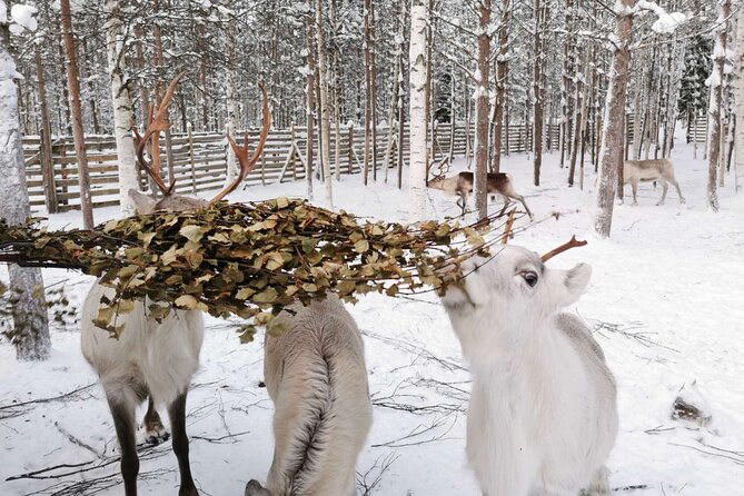 Arctic Animals Adventure with Lunch Buffet - The 80 km transfer to Ranua Zoo and lunch at 13:00