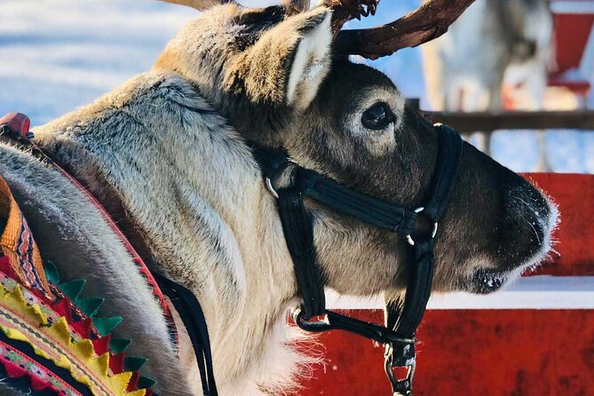 Arctic Animals Adventure with Lunch Buffet - Ranua Wildlife Park from 14:00–16:00: free time with real Arctic species