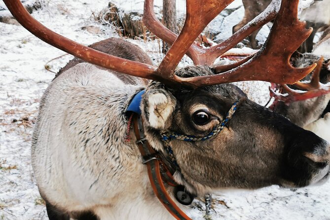 Arctic Animals Adventure with Lunch Buffet - Winter clothing and transfer comfort: the “small stuff” that matters