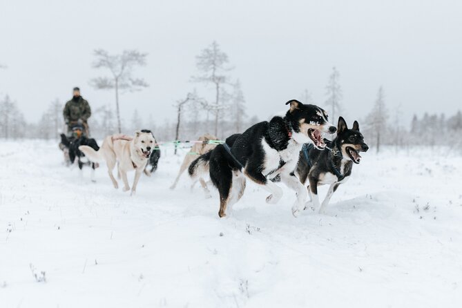 Arctic Animals Adventure with Lunch Buffet - Guide quality: why friendly, punctual English-speaking help changes the day
