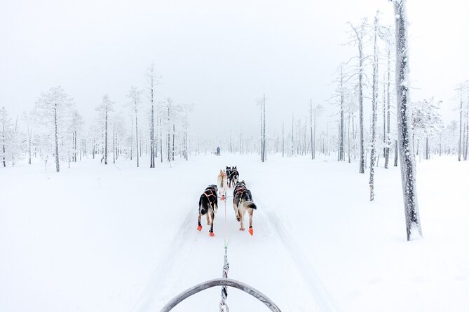 Arctic Animals Adventure with Lunch Buffet - Price and value: what $299.82 actually covers