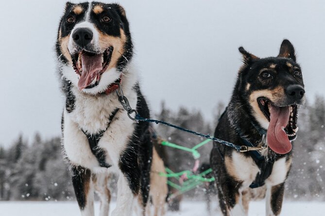 Arctic Animals Adventure with Lunch Buffet - Best fit: who should book this Arctic animals day trip