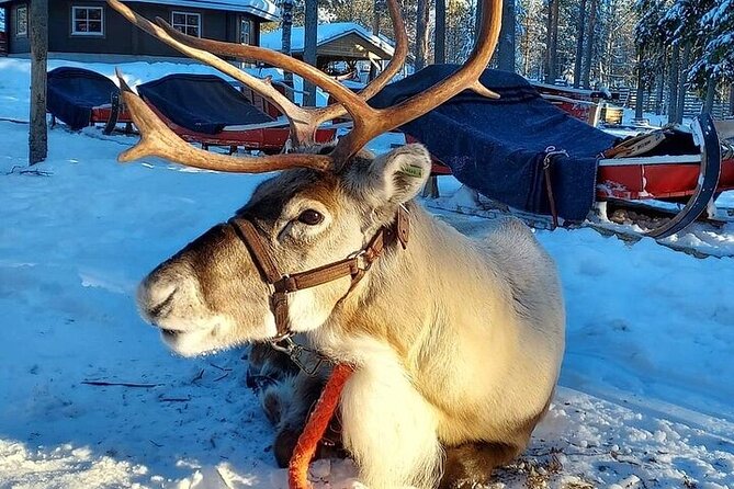 Arctic Animals Adventure with Lunch Buffet - Kota treats and Lappish animal stories (about 09:00–12:00)