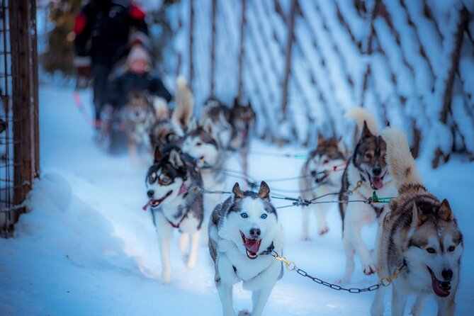 Arctic Animals Combo Safari, Reindeer and Husky Adventure - Konttaniemi Reindeer Farm: hands-on sleigh time near the Ounasjoki River