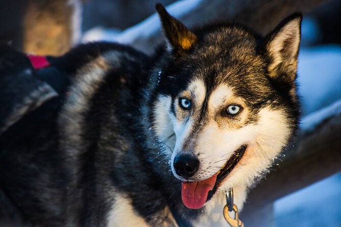Arctic Animals Combo Safari, Reindeer and Husky Adventure - Self-driving reindeer safari: fun, but treat it like a skill session