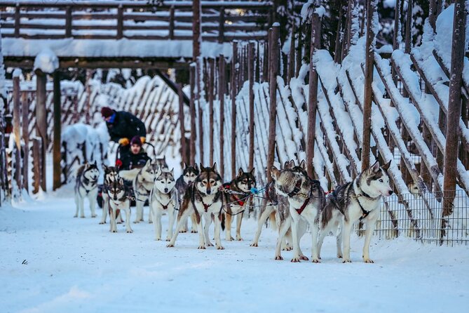 Arctic Animals Combo Safari, Reindeer and Husky Adventure - Meeting the dogs and getting answers after the sled