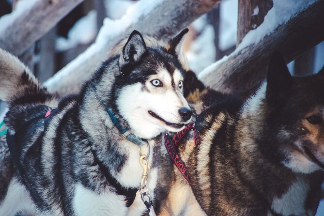 Arctic Animals Combo Safari, Reindeer and Husky Adventure - Timing, pickup, and pacing from Rovaniemi: what a 3-hour combo really means