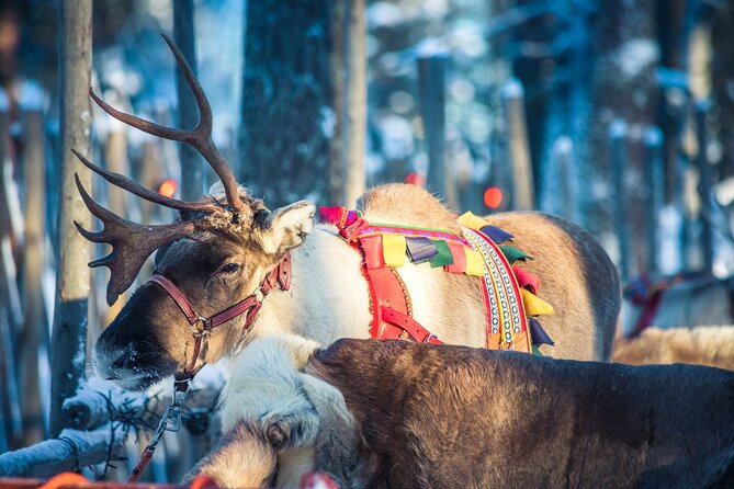 Arctic Animals Combo Safari, Reindeer and Husky Adventure - Price and value: why $215.66 can make sense for this exact mix
