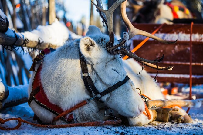 Arctic Animals Combo Safari, Reindeer and Husky Adventure - Who this tour suits best (and who should choose something else)