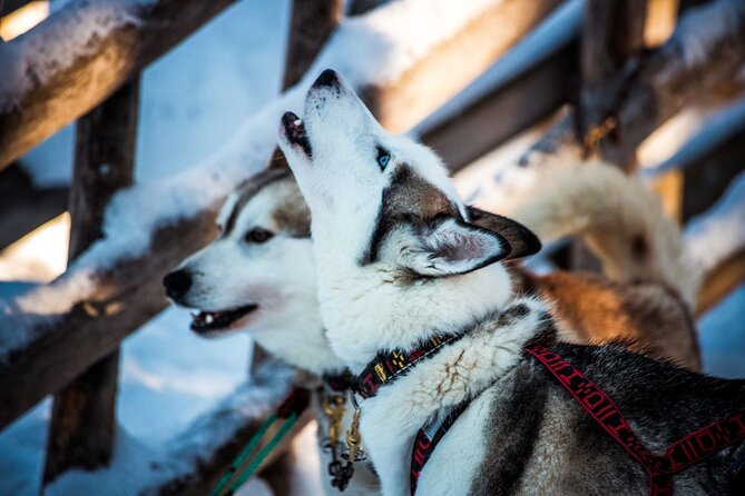 Arctic Animals Combo Safari, Reindeer and Husky Adventure - Feeding the reindeer and the tea-and-biscuit break that makes it human