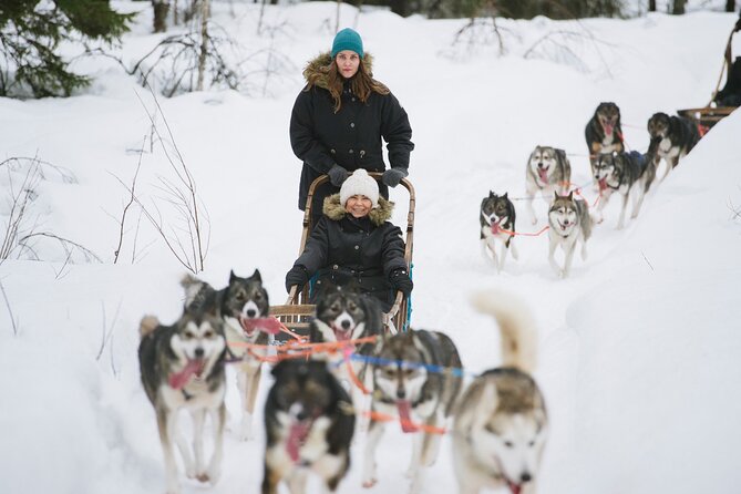Arctic Husky Adventure in Rovaniemi - Key points worth knowing before you go