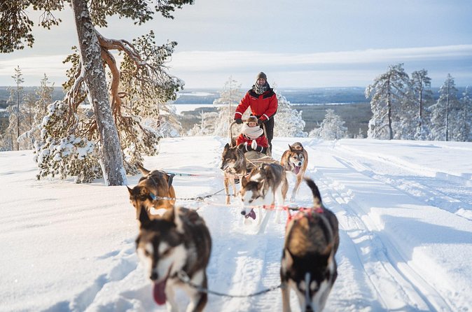 Arctic Husky Adventure in Rovaniemi - English guide, professional drivers, and group size reality checks