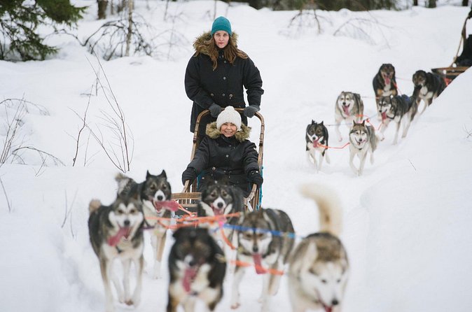 Arctic Husky Adventure in Rovaniemi - Price and value: is $239.10 worth it?