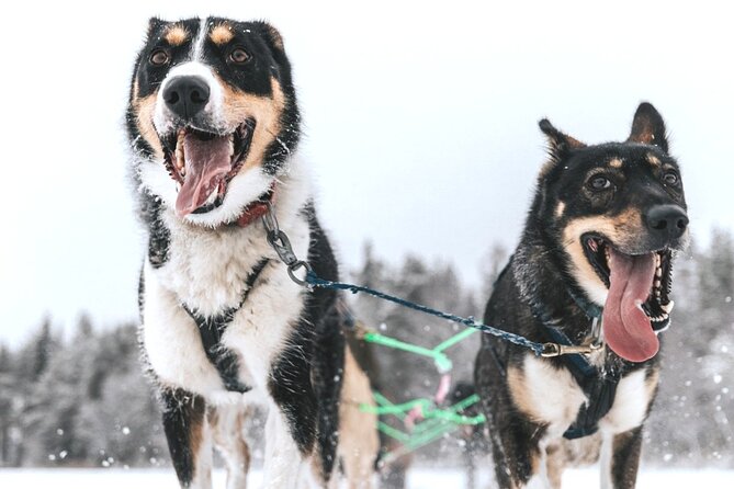 Arctic Husky Adventure in Rovaniemi - Who this Arctic Husky Adventure suits best