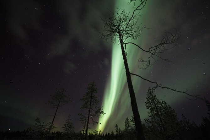 Aurora Borealis Picnic in Rovaniemi - Who Should Book This Aurora Picnic (and Who Might Skip It)