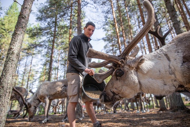 Authentic Reindeer Farm and Canoe Experience from Rovaniemi - Reindeer Farm Outside Rovaniemi: Hand-Feeding Lichen
