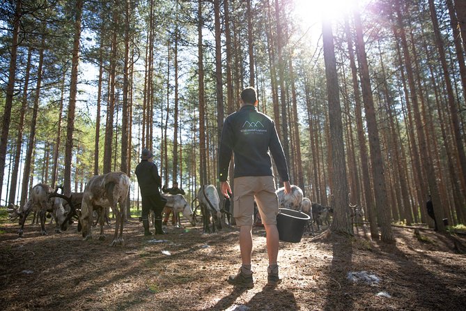 Authentic Reindeer Farm and Canoe Experience from Rovaniemi - Should You Book This Reindeer Farm and Canoe Combo?