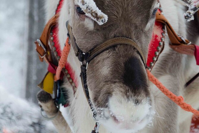 Authentic Reindeer Farm Experience in Rovaniemi - What makes this reindeer farm experience work