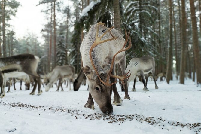 Authentic Reindeer Farm Experience in Rovaniemi - A 2-hour reindeer farm morning outside Rovaniemi