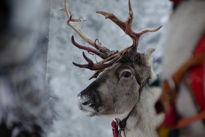 Authentic Reindeer Farm Experience in Rovaniemi - Morning feeding: why this timing is the whole point
