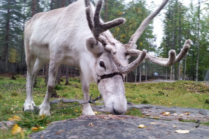 Authentic Reindeer Farm Experience in Rovaniemi - A 400-meter sleigh you drive yourself