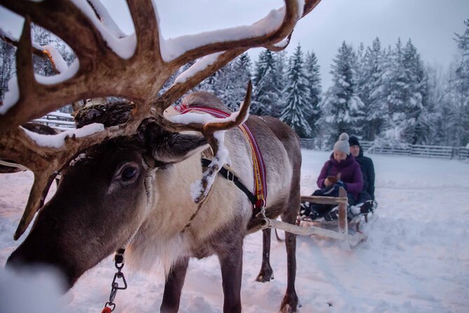 Authentic Reindeer Farm Experience in Rovaniemi - Price and value: what $120.15 buys you
