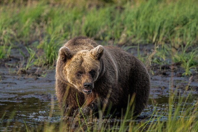 Bear and Arctic Animals 2 Day Trip from Rovaniemi - Key highlights worth caring about