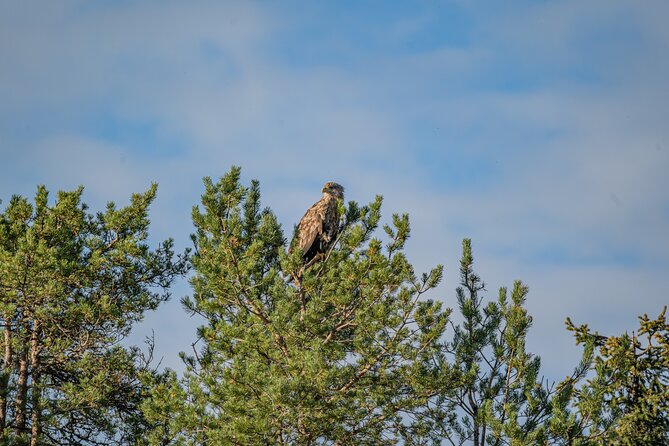 Bear and Arctic Animals 2 Day Trip from Rovaniemi - Kuusamo bear watching: the hut, the wait, and the overnight